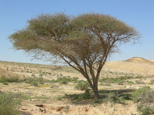 acacia tree